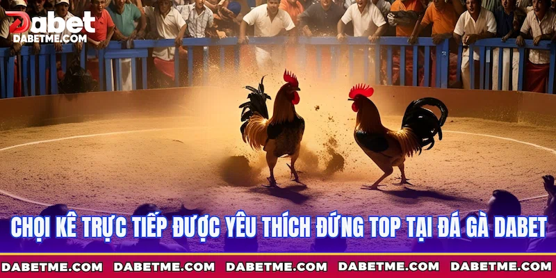 Chọi kê trực tiếp được yêu thích đứng top tại Đá gà Dabet