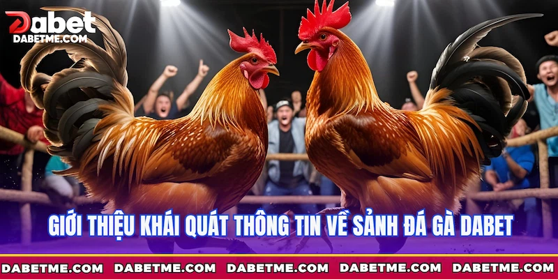 Giới thiệu khái quát thông tin về sảnh Đá gà Dabet